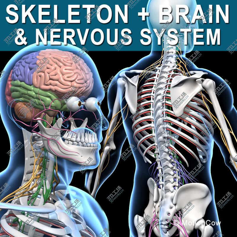 images/goods_img/2021040232/Skeleton & Nervous System/1.jpg